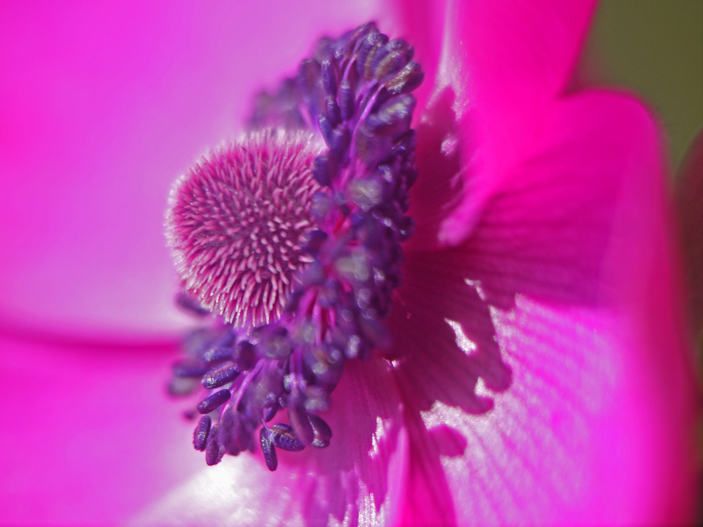 庭に咲いたアネモネ　P1230595zz