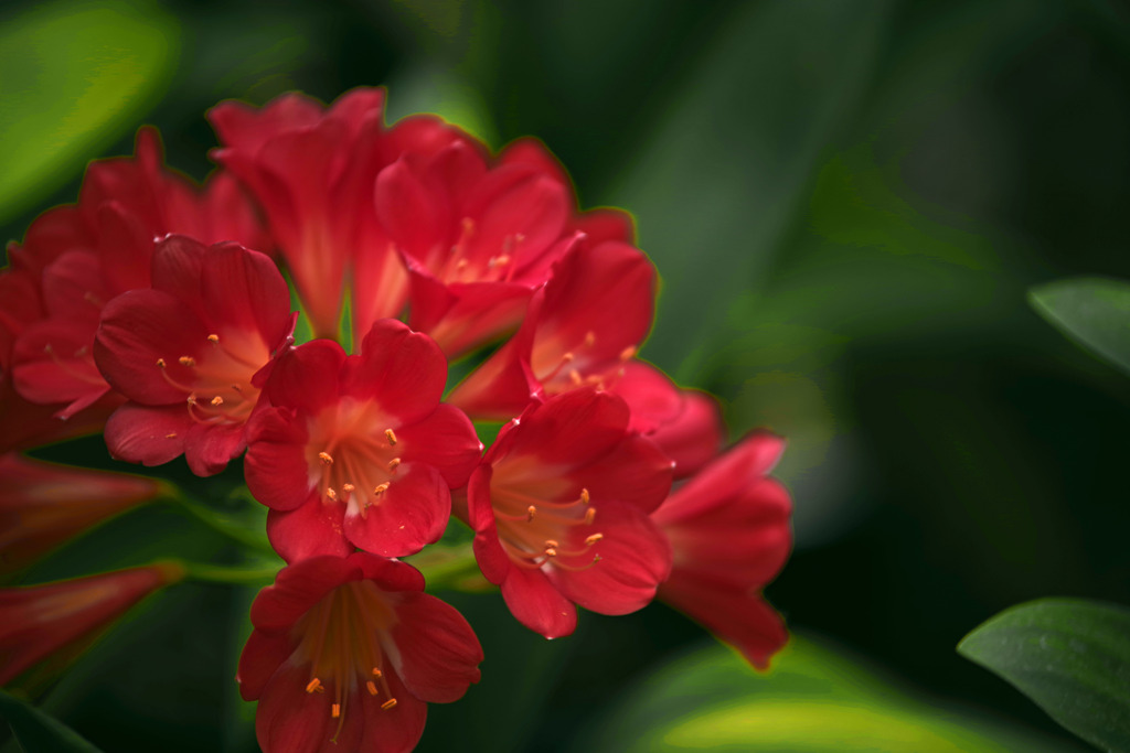 君子蘭　IMGP3514zz