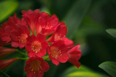 君子蘭　IMGP3514zz