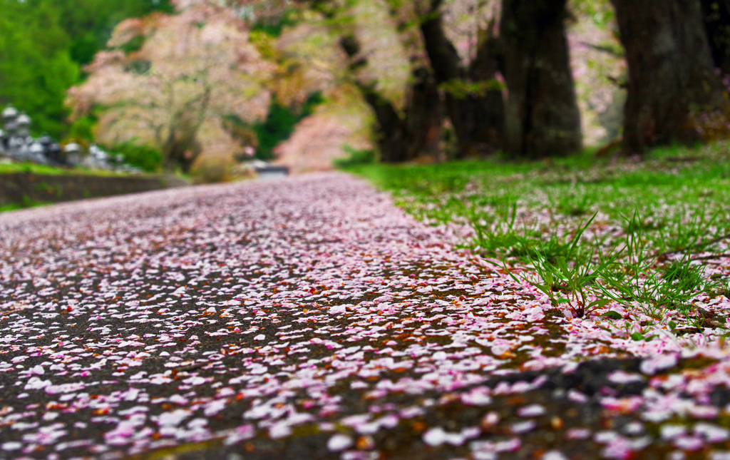 花びらの道　IMGP1453zz