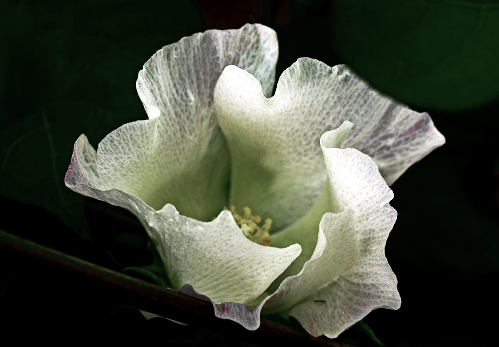 Cotton flower　P1650948zz