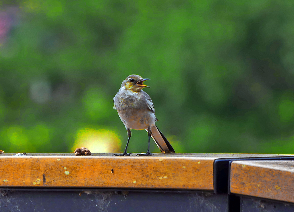 ハクセキレイ　P1650302zz