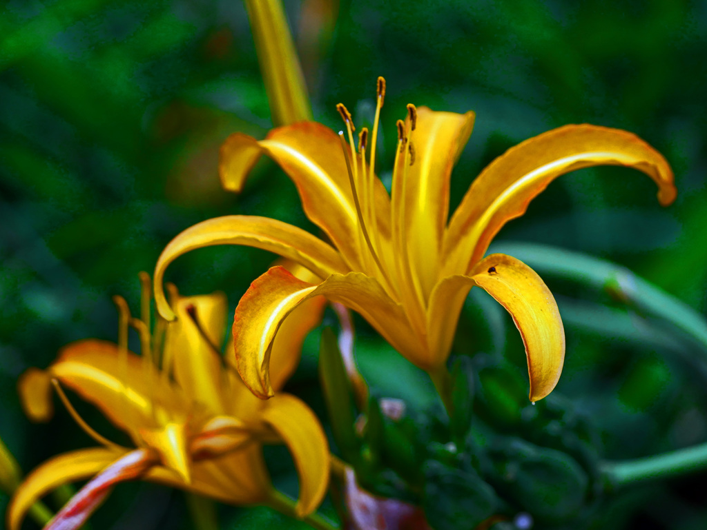 ノカンゾウの花 咲いてました　P1470260zz