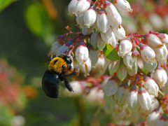 ブルーベリーとクマバチ　P1200069zz