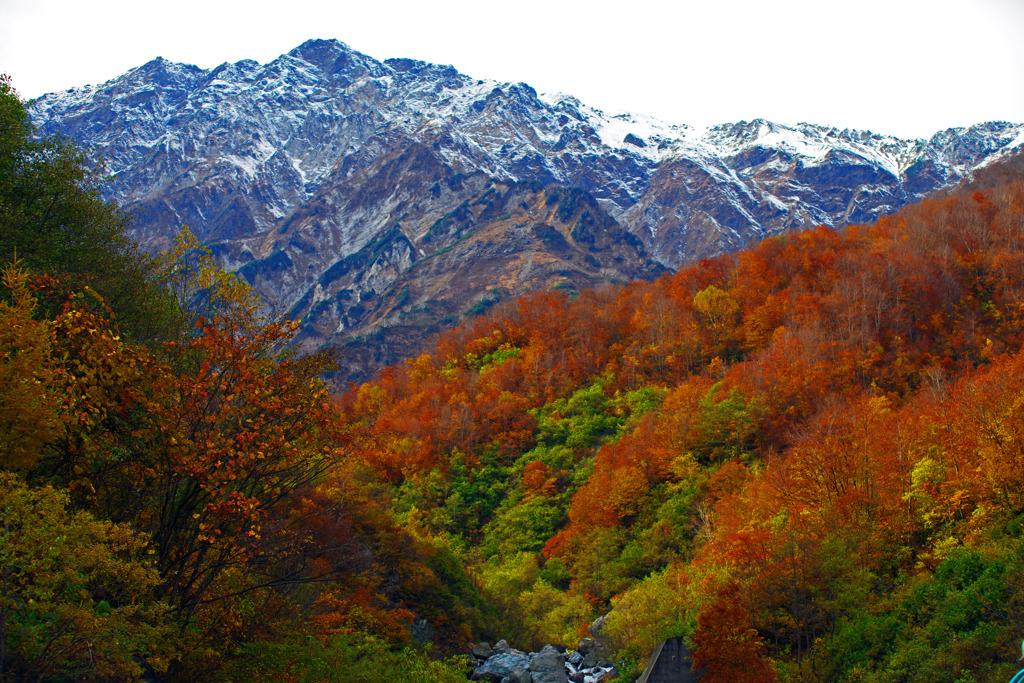 山粧う 猿倉　IMGP9556zz