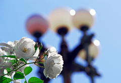 白薔薇と格調ある街路灯　IMGP3621zz
