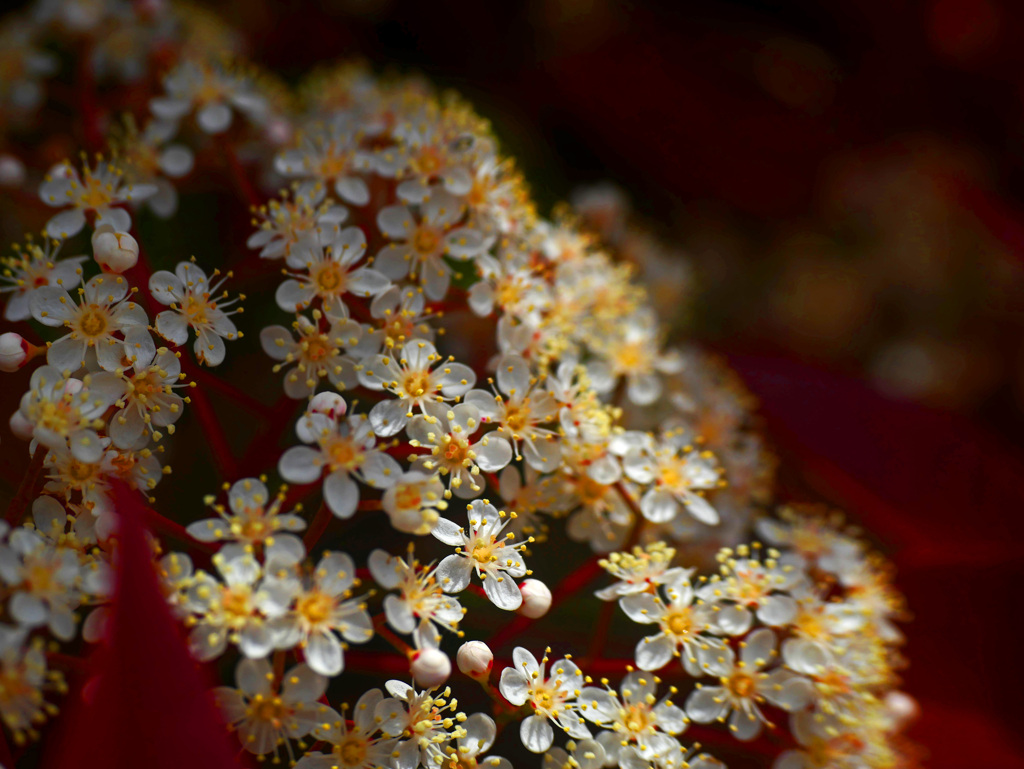 アカネモチの花　P1200143zz