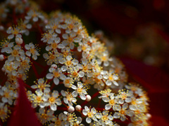 アカネモチの花　P1200143zz