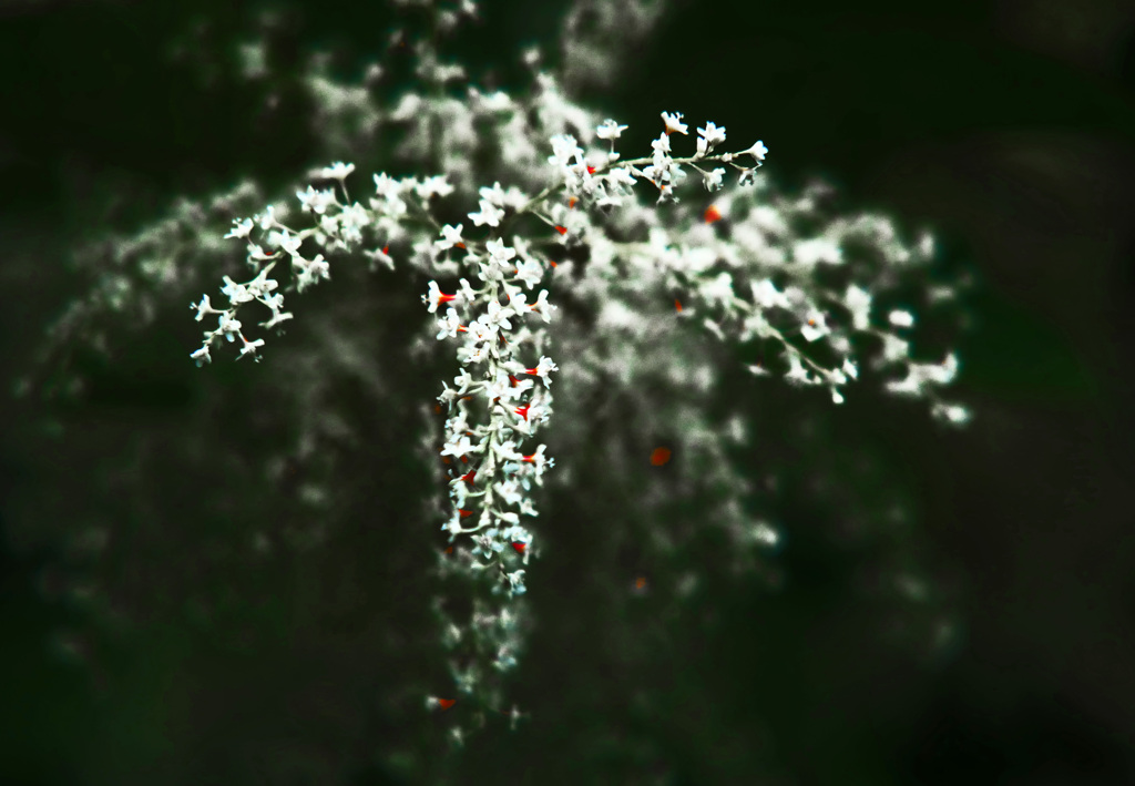 虎杖の花　P1700163zz