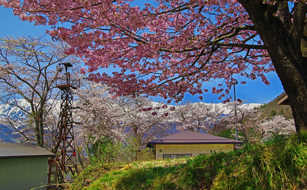 桜と山と火の見櫓　IMGP2472zz