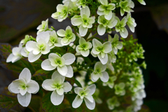 柏葉紫陽花　P1086350zz