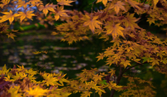 黄色い椛　P1125088zz