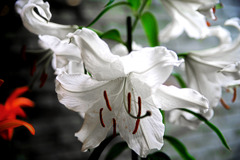 豪華な立ち姿　IMGP1319zz