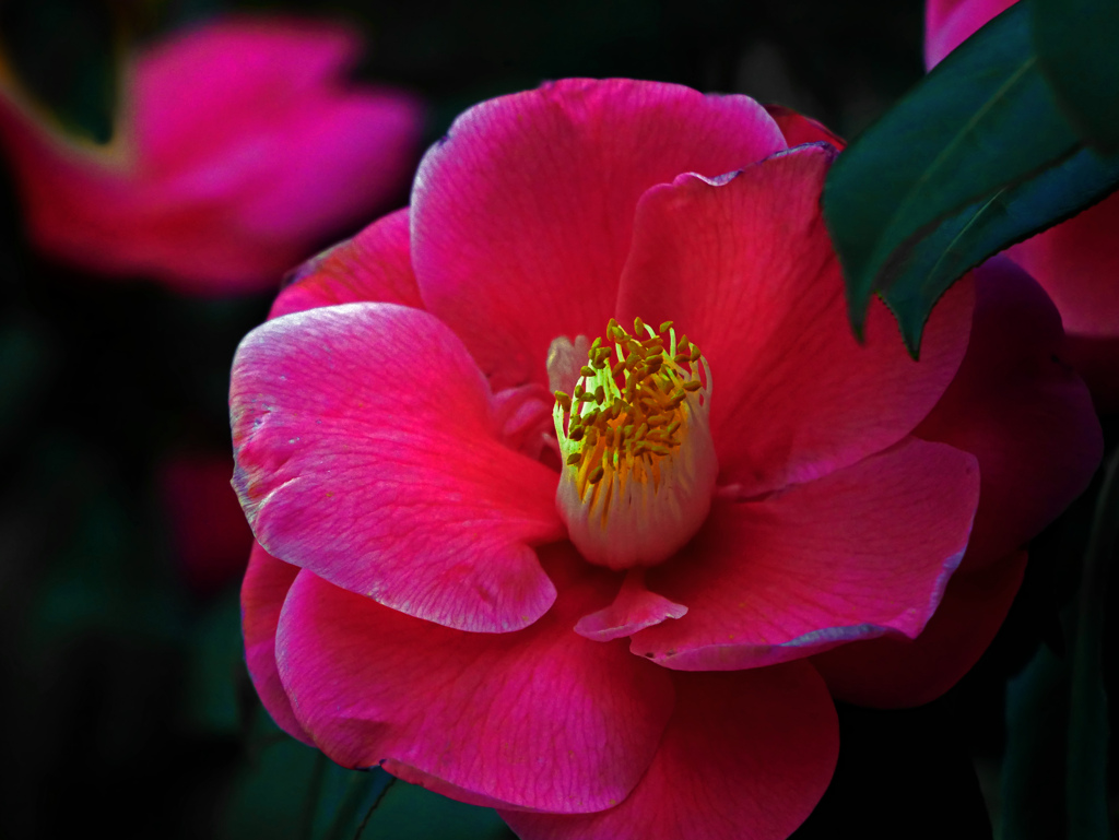 赤い椿　P1090455zz