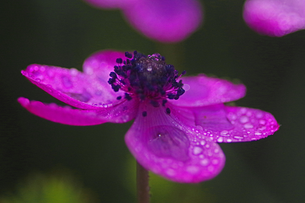 水玉模様　IMGP5235zz