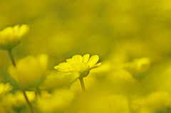 黄色い海　IMG8576zz