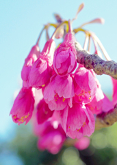 今年も咲いたよ　P1090433zz