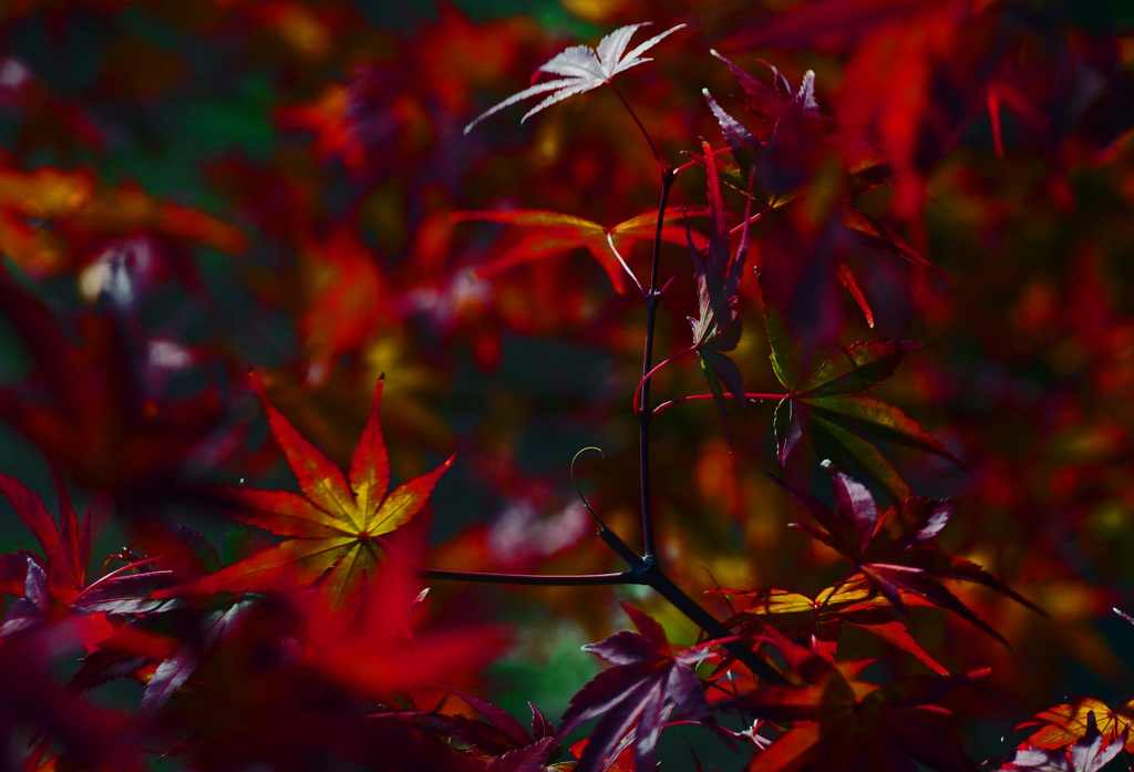 秋の輝き　P1500133zz