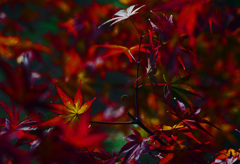 秋の輝き　P1500133zz