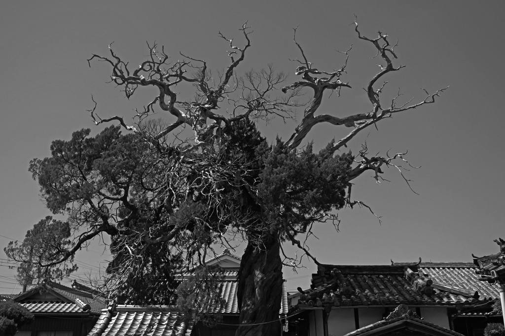 常行寺の柏槙　P1044014zz