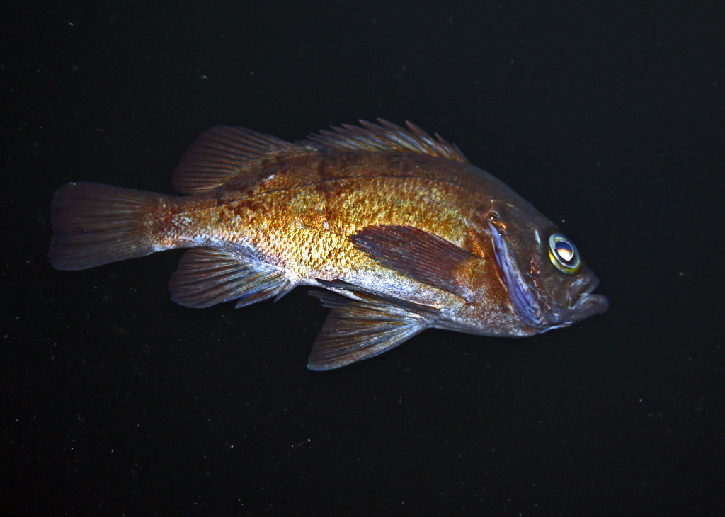 消えゆく命　P1150481zz