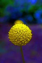 黄色い球形　P1190494zz