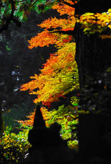 陽の射す場所　IMGP0905zz