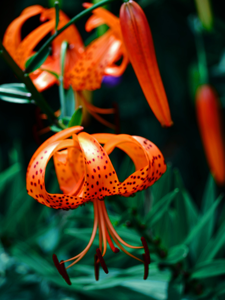 天蓋百合（テンガイユリ）　P1330749zz