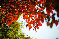 秋の色合い　IMGP9292zz