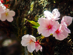 胴吹きのサクラ　DSC08856zz