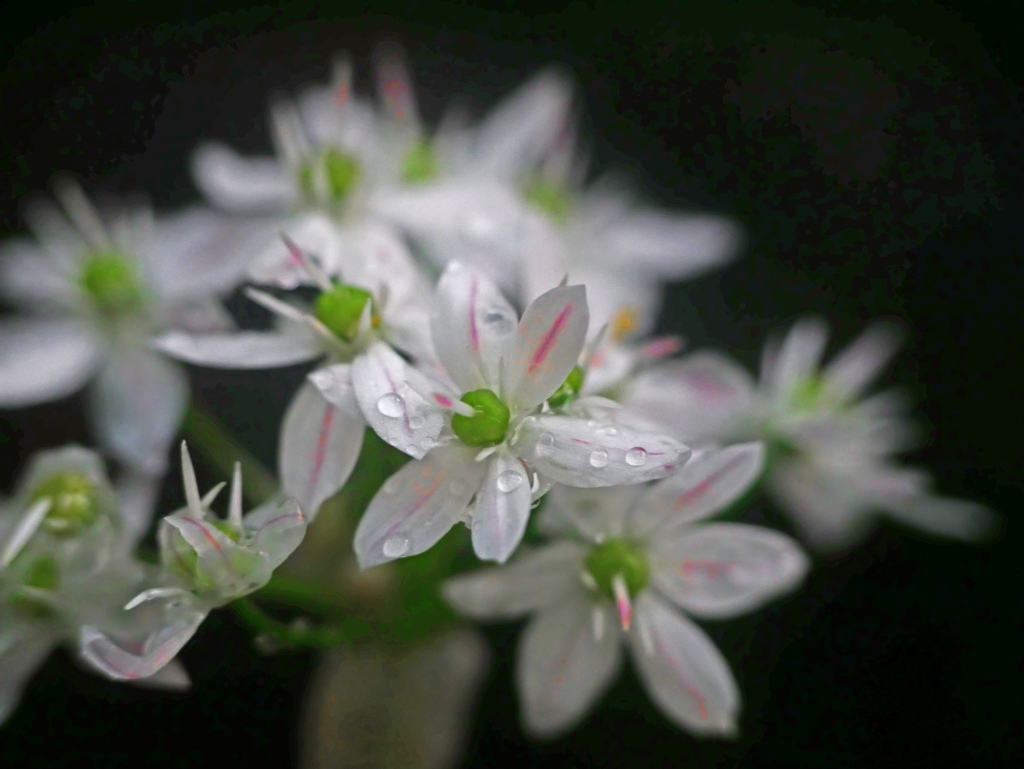 昨日の雨　P1200560zz