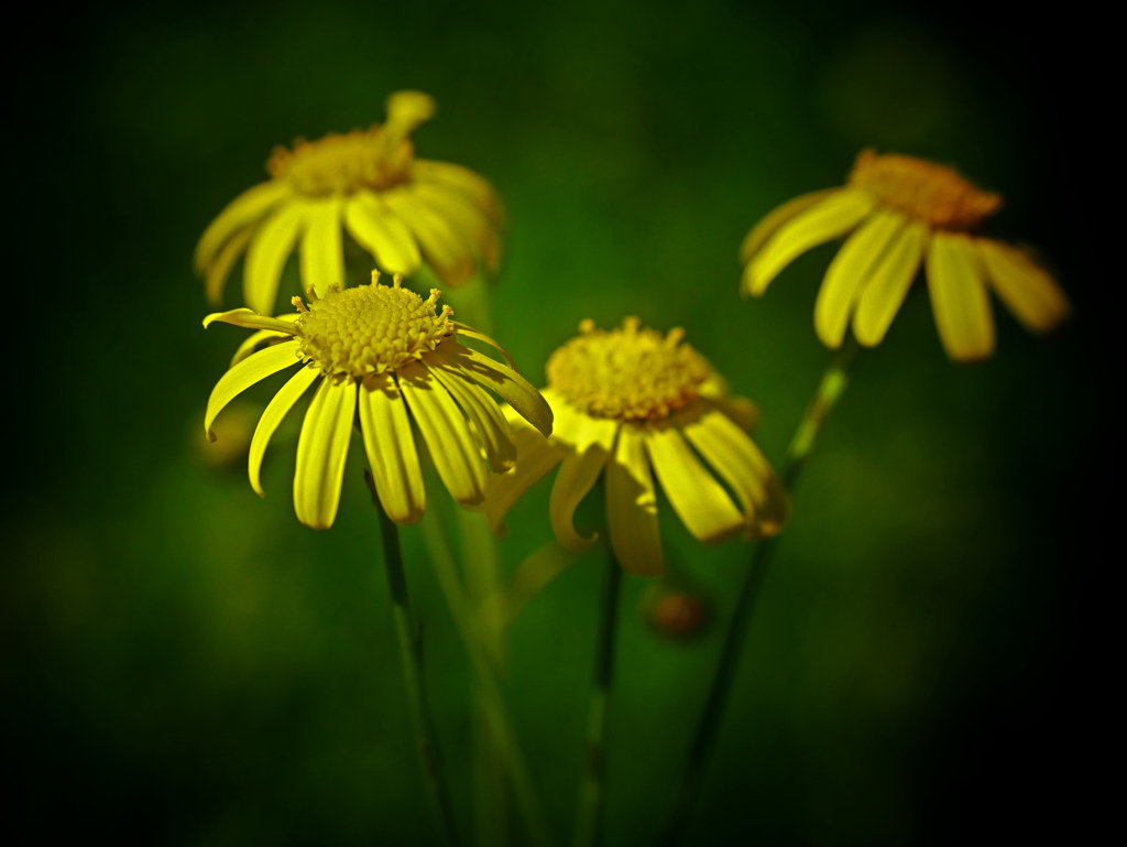 名の知らぬ花　P1180011zz