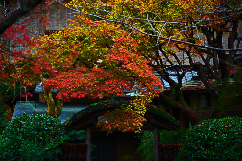 旅館「井雪」　IMGP1210zz