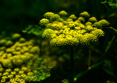 フェンネルの花　IMGP1245zz