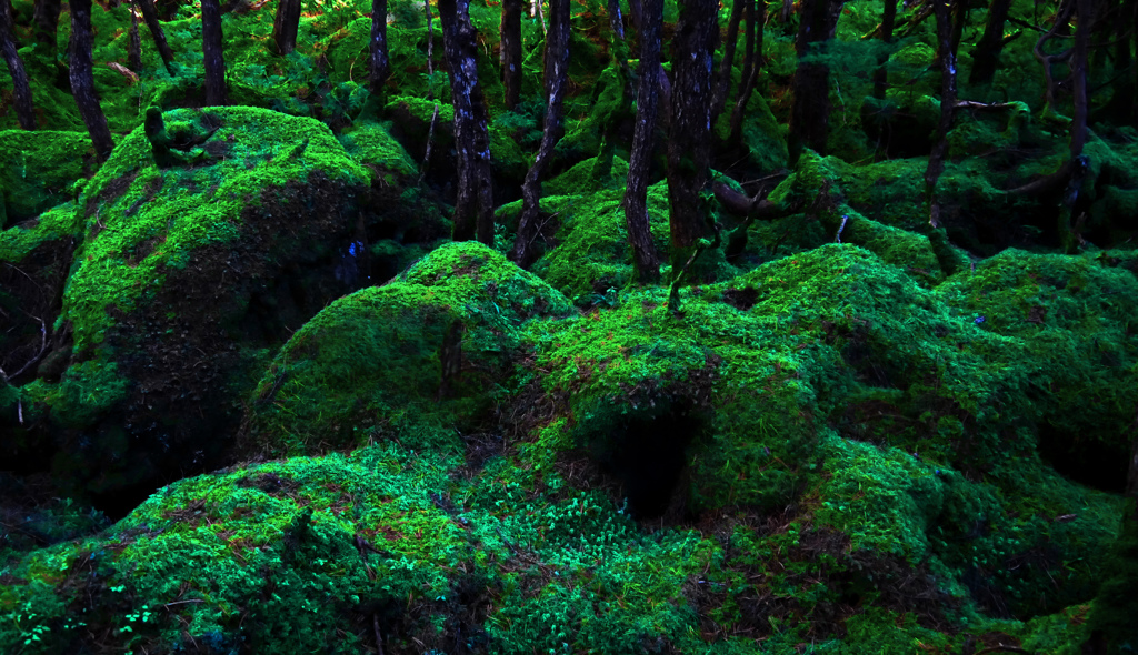 北八ツの森　P1260570zz