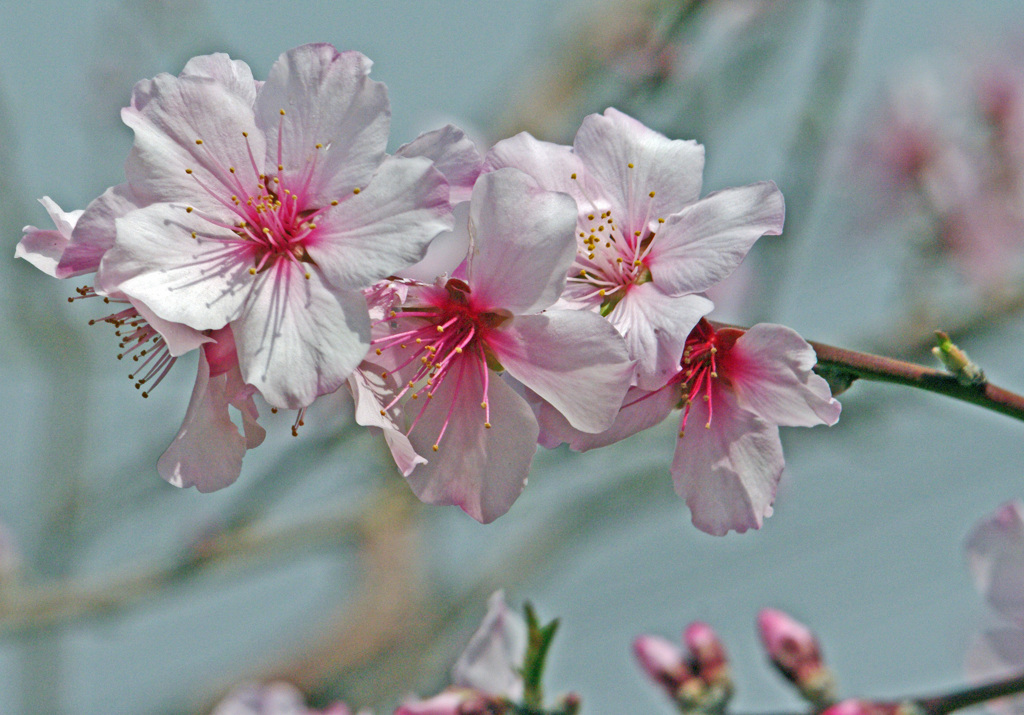 桜花にそっくり（アーモンド）　IMGP5807zz