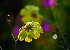 雨の悪戯　P1770592zz