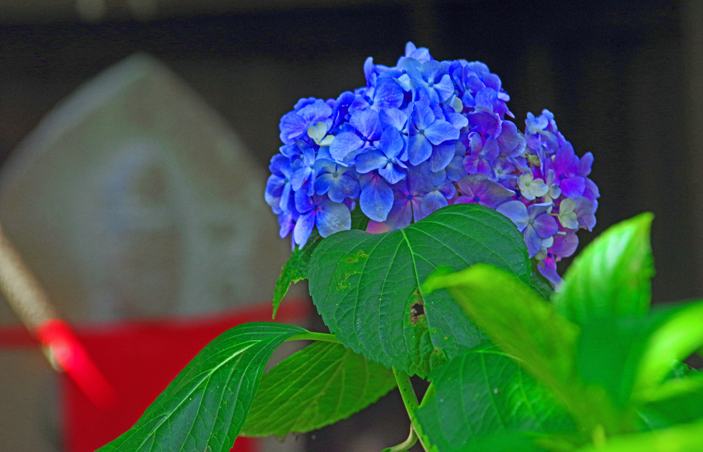 野仏と紫陽花　IMGP2959zz