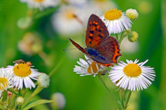 ベニシジミとカメムシ　P1580279zz