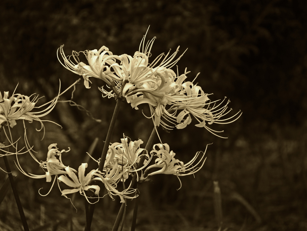 Sepia World　P1700517zz