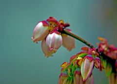 Blueberry Flower　P1120238zz