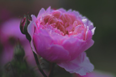 Gorgeous rose　_IGP6354zz