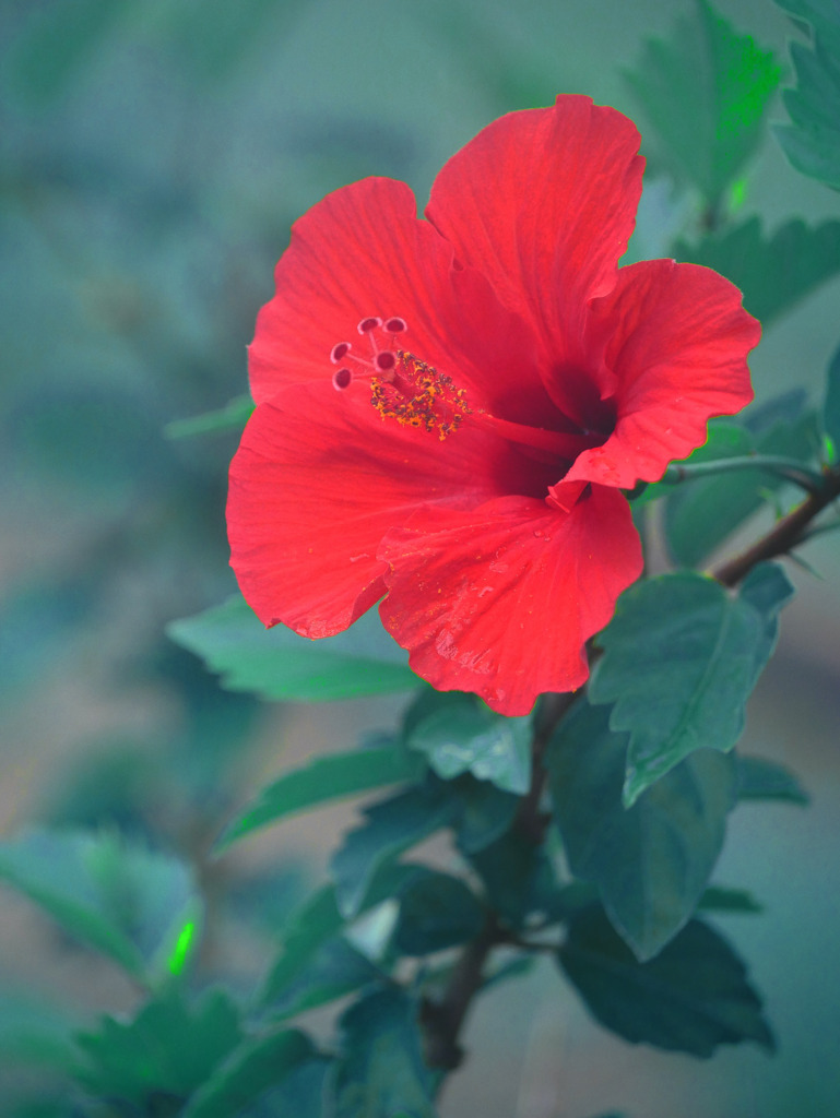 深紅のハイビスカス　P1330015zz