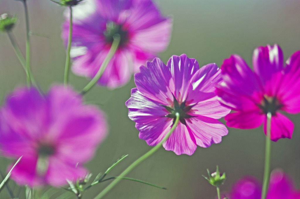 裏見のコスモス　IMGP0109zz