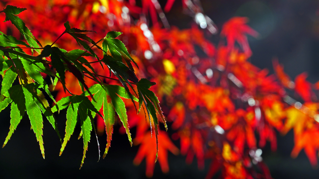 午後のひかり　P1136193zz