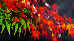 午後のひかり　P1136193zz