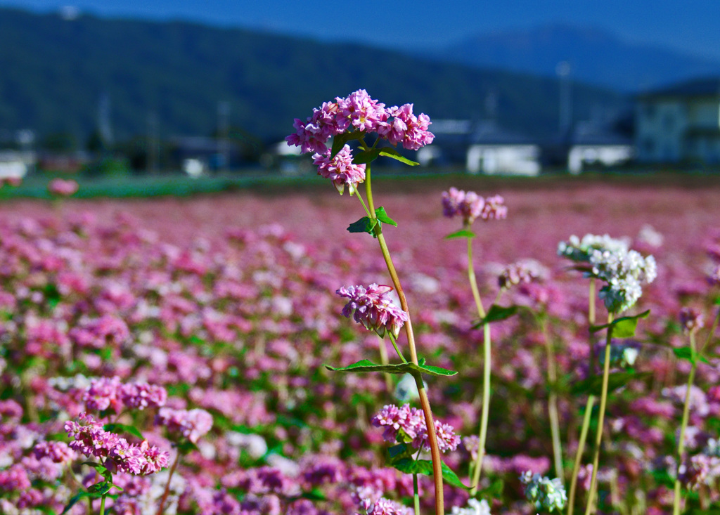 背高のっぽ　DSC07168z