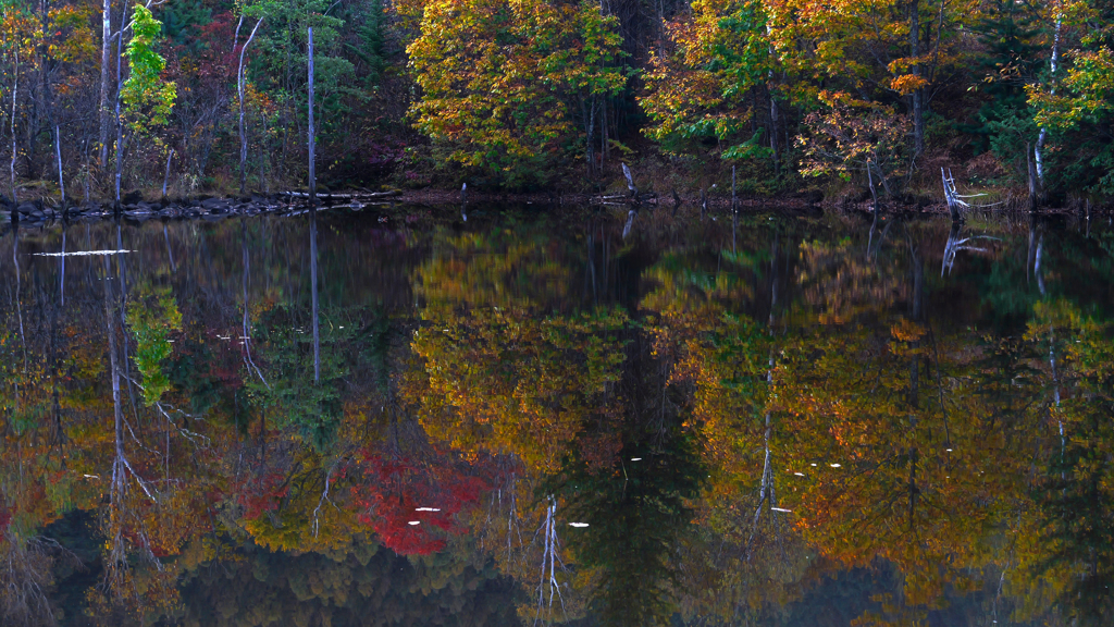まいめの池　P1114357zz