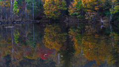 まいめの池　P1114357zz