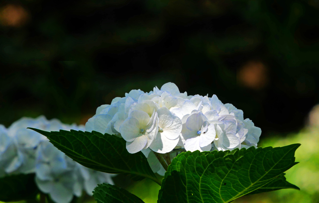 アナベル　P1410417zz